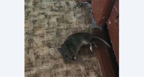 Дезинфекция от мышей в районе Арбат города Москвы